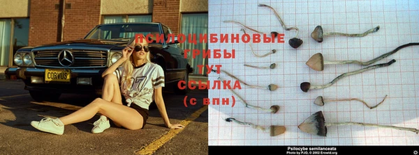 крисы Арсеньев